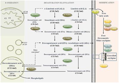 Stearidonic acid improves eicosapentaenoic acid status: studies in humans and cultured hepatocytes